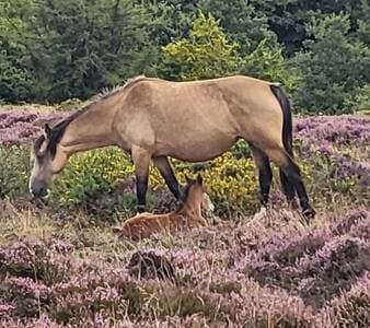 Rural Escape and Dog Friendly - View 15